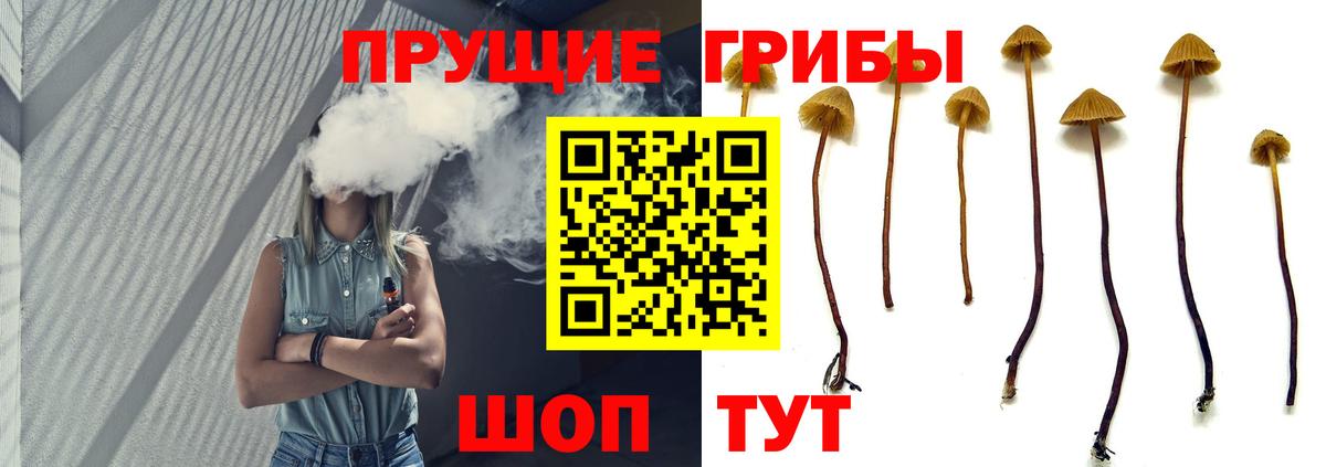 Камень-на-Оби  Галлюциногенные грибы GOLDEN TEACHER  Вход с VPN 